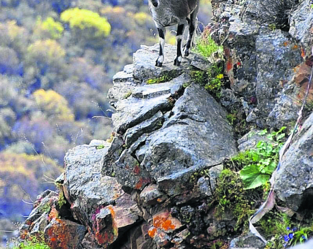 Number of Himalayan blue sheep on rise at Dhorpatan Hunting Reserve